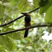 Golden-collared Toucanet