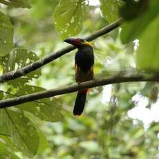 Toucanet de Reinwardt