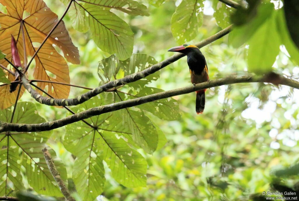 Golden-collared Toucanet male adult breeding, courting display