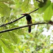 Golden-collared Toucanet