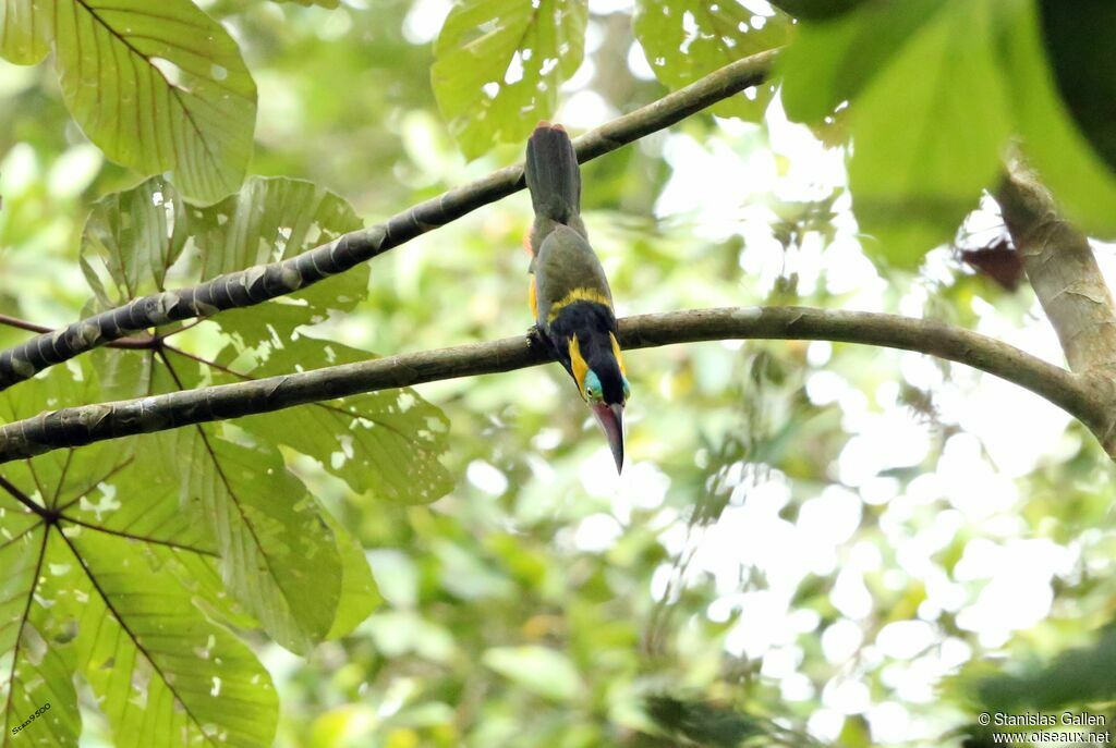 Golden-collared Toucanet male adult breeding, courting display