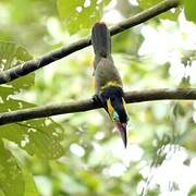 Golden-collared Toucanet