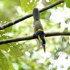 Toucanet de Reinwardt