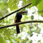 Golden-collared Toucanet