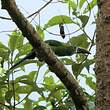 Toucanet des Andes