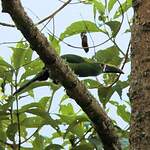 Toucanet des Andes