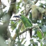 Toucanet des Andes