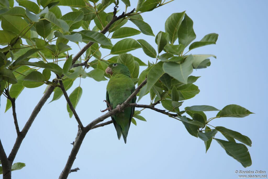 Orange-chinned Parakeet