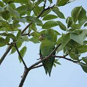 Orange-chinned Parakeet