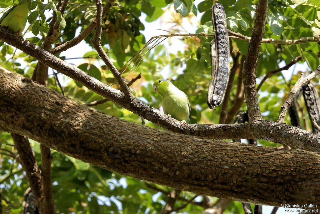 Pacific Parrotletadult