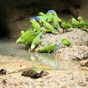 Cobalt-winged Parakeet