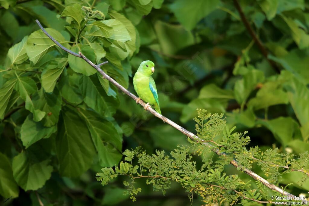 Cobalt-rumped Parrotletadult