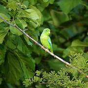 Blue-winged Parrotlet