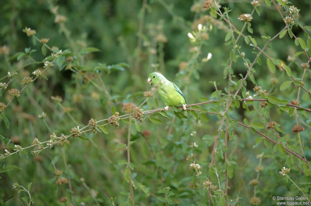 Cobalt-rumped Parrotletadult, eats