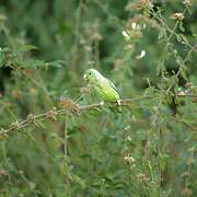 Blue-winged Parrotlet