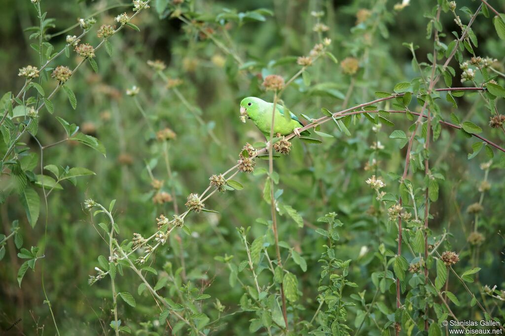 Blue-winged Parrotletadult, eats