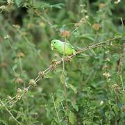 Blue-winged Parrotlet