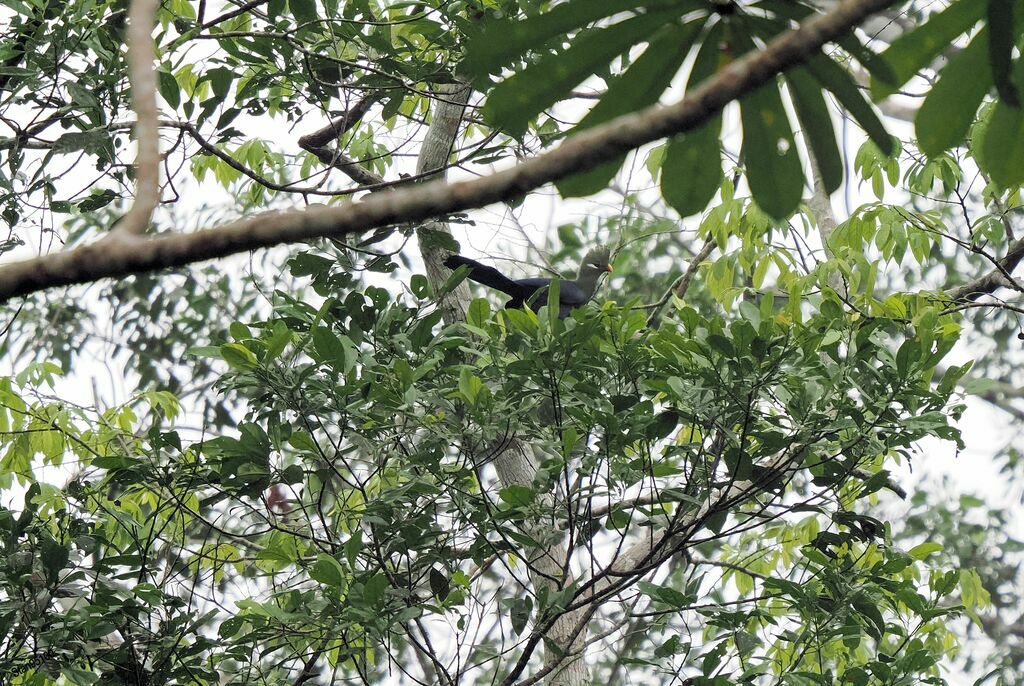 Yellow-billed Turacoadult