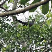 Yellow-billed Turaco