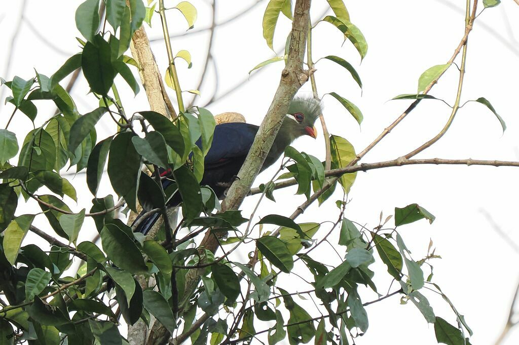 Yellow-billed Turacoadult breeding