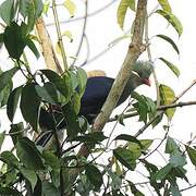 Yellow-billed Turaco