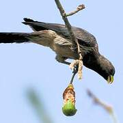 Western Plantain-eater