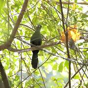 Guinea Turaco