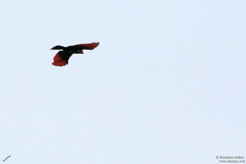 Violet Turacoadult, Flight