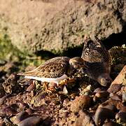 Ruddy Turnstone