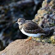 Ruddy Turnstone