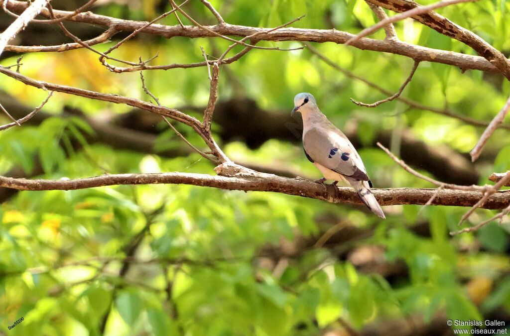 Blue-spotted Wood Doveadult