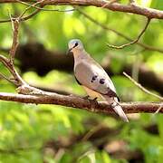 Blue-spotted Wood Dove