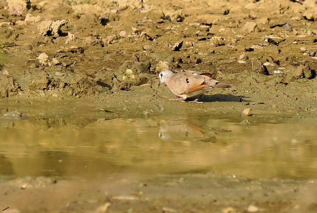 Black-billed Wood Doveadult