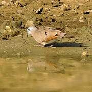 Black-billed Wood Dove