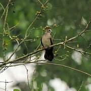 Tambourine Dove