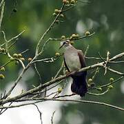 Tambourine Dove