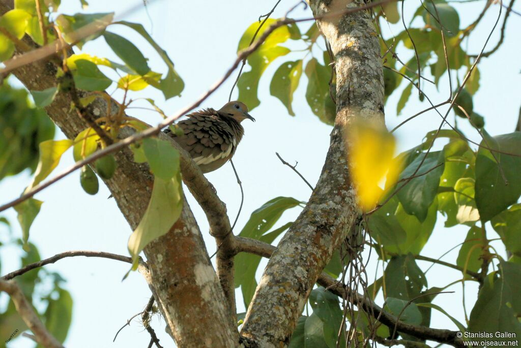 White-winged Doveadult breeding