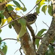 White-winged Dove