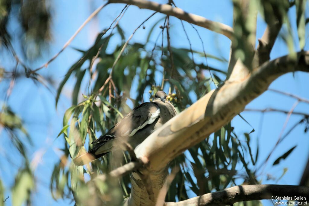 White-winged Doveadult breeding