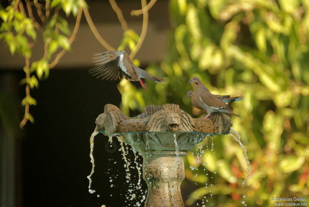 White-winged Doveadult, care