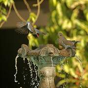 White-winged Dove