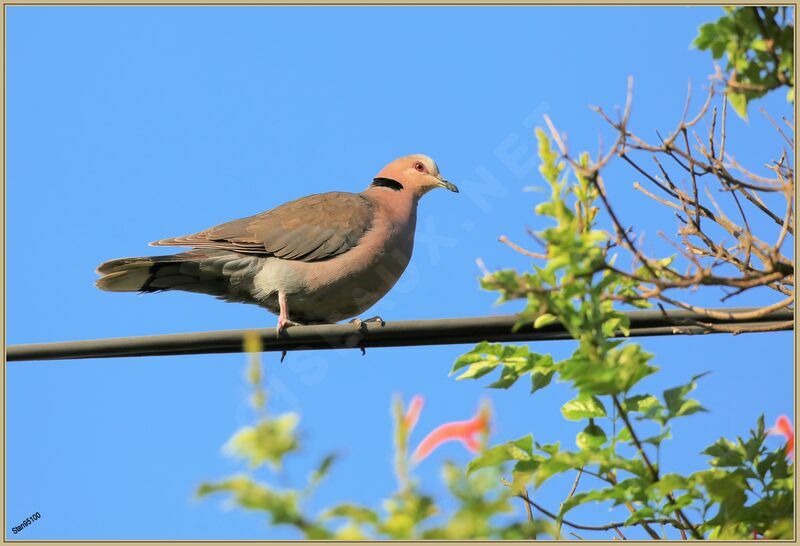 Red-eyed Dove male adult