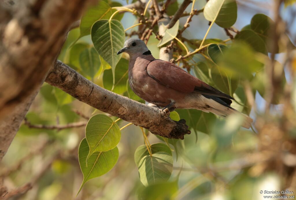 Red Turtle Dove male adult