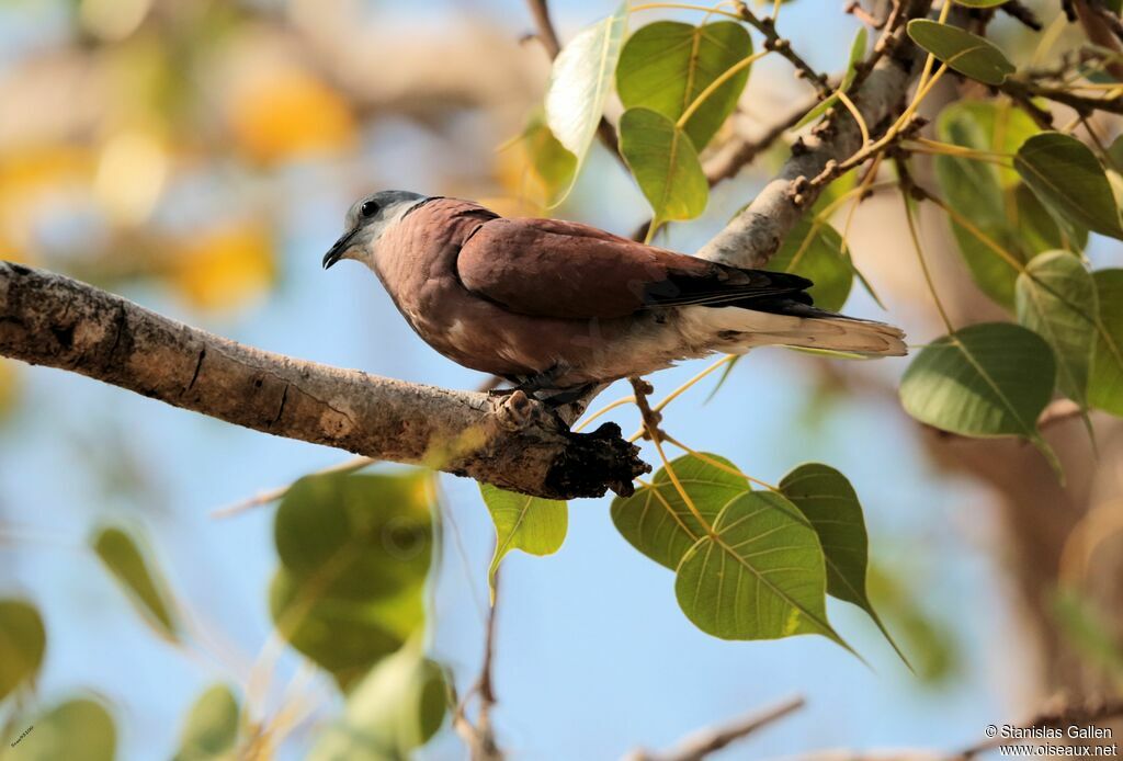 Red Turtle Dove male adult, song