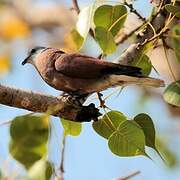 Red Collared Dove