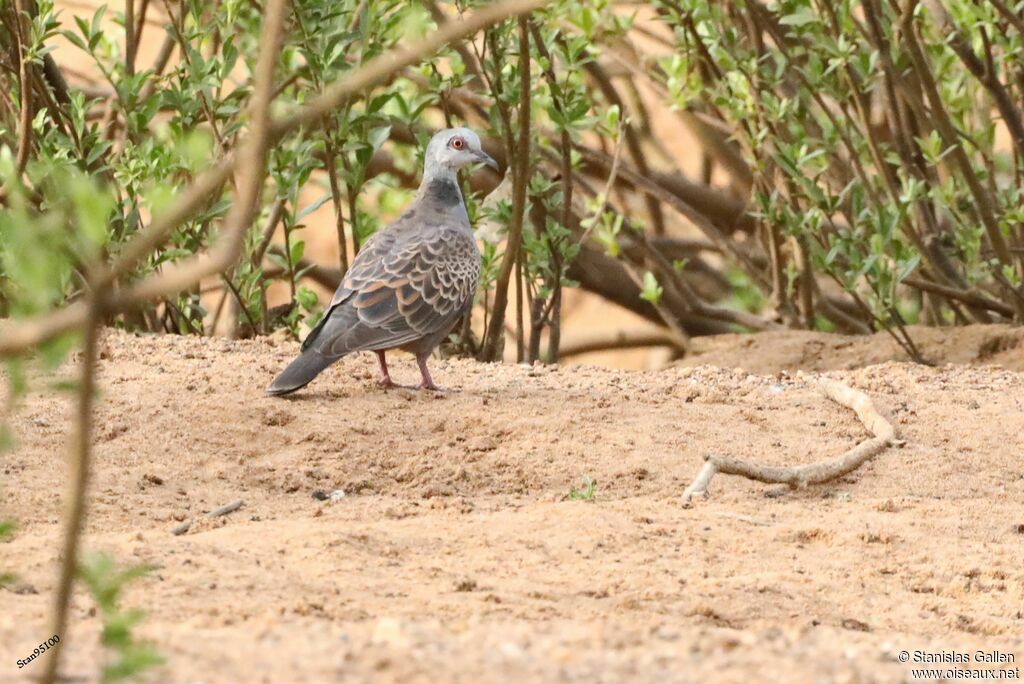 Adamawa Turtle Doveadult, walking