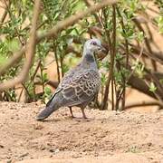 Adamawa Turtle Dove