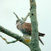 European Turtle Dove