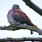 European Turtle Dove