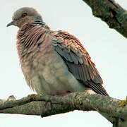 European Turtle Dove